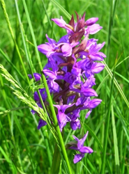 wildwachsende Orchidee